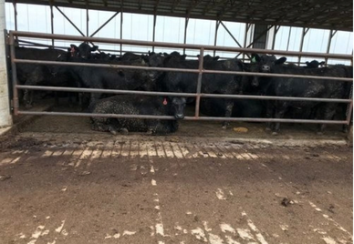 Beef Facility Expansion / Livingston County, Illinois