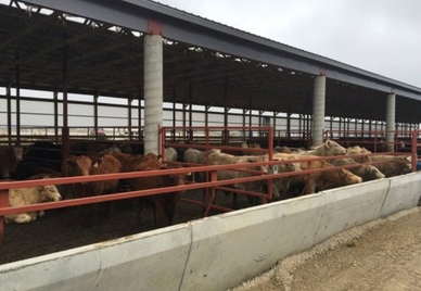 Beef Farm Design / DeWitt County, Illinois