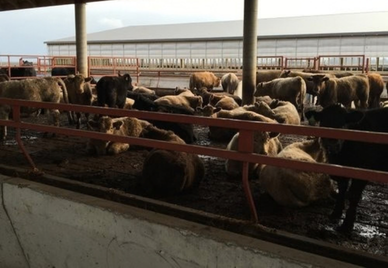 Deep Pit Barns
