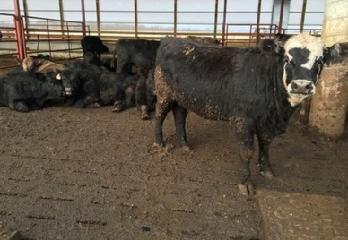 Deep Pit Barns